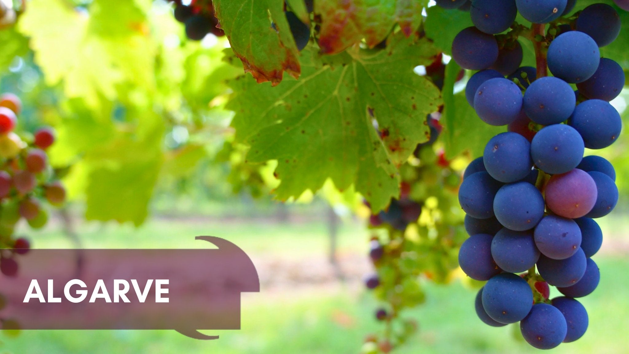 Algarve