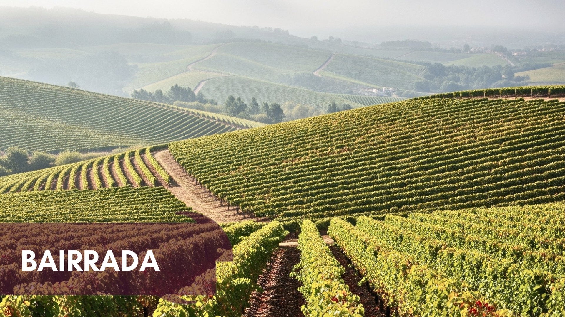 Bairrada