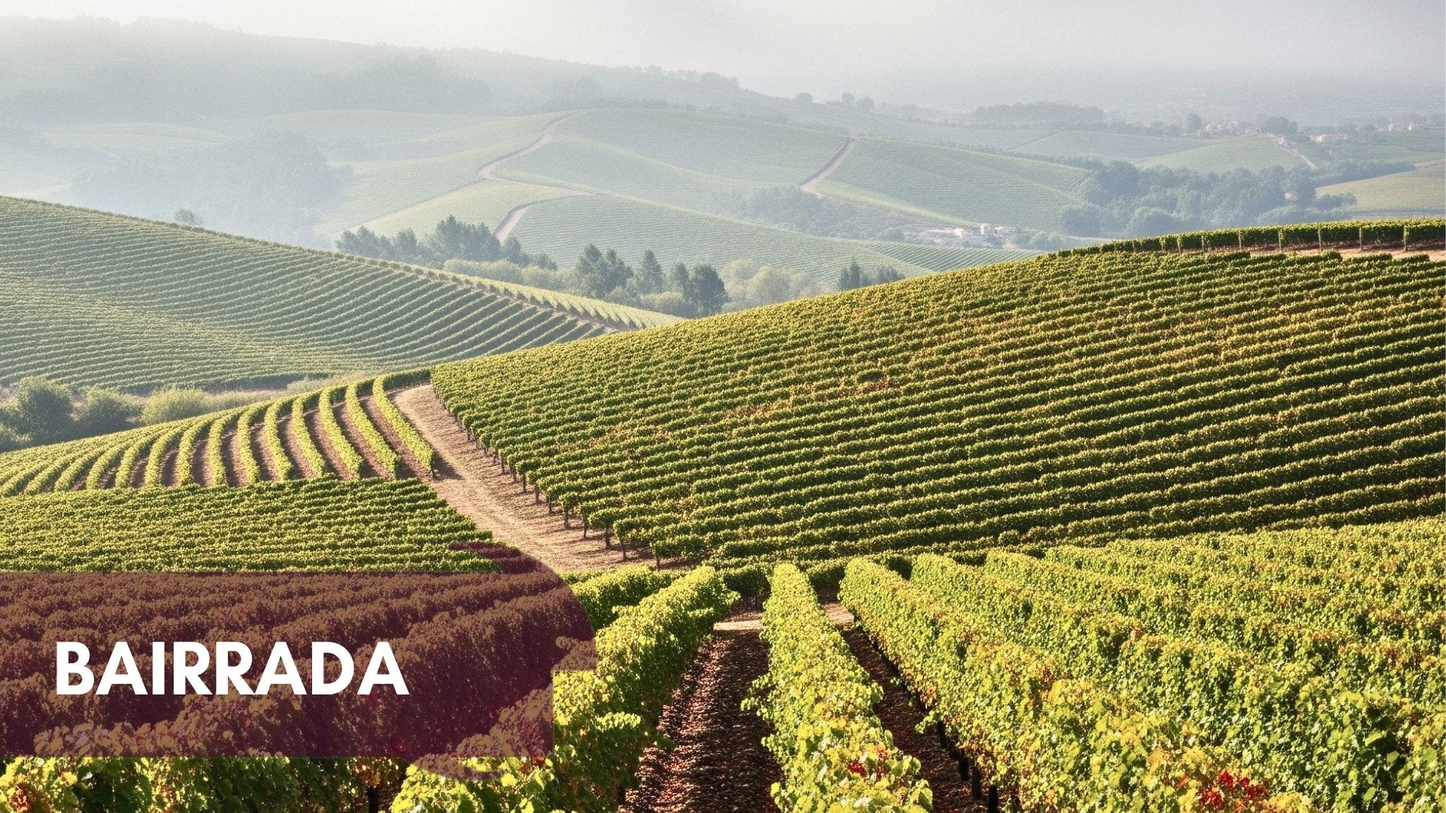 Bairrada