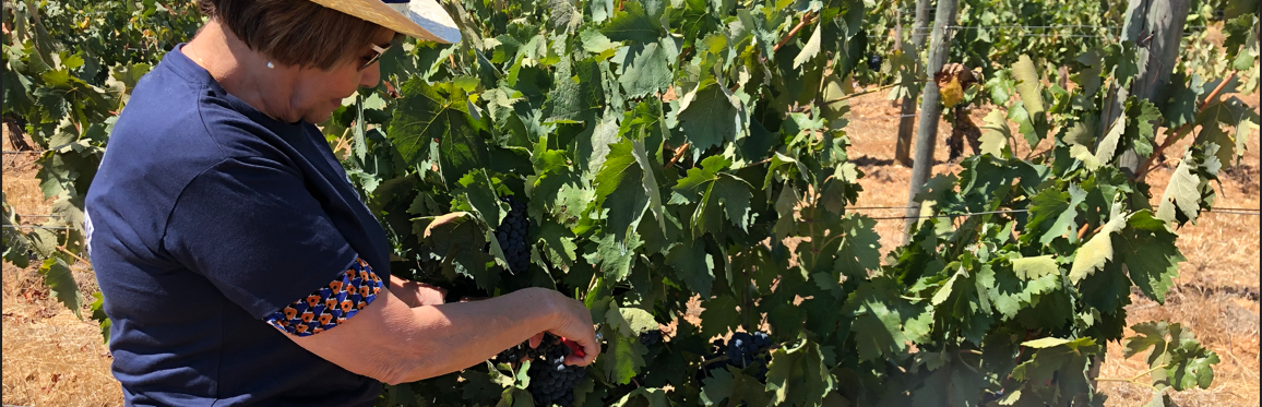 ENOLOGAS & PRODUTORAS