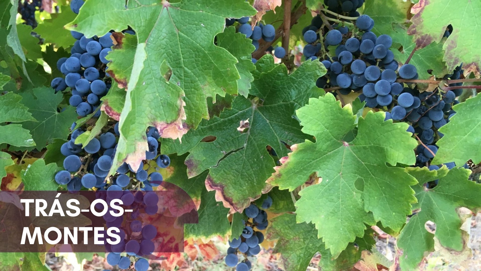 Trás-os-Montes