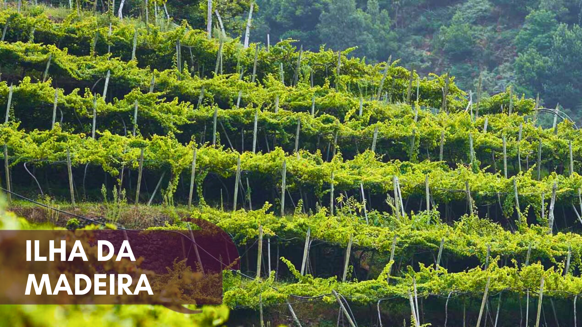 Ilha da Madeira